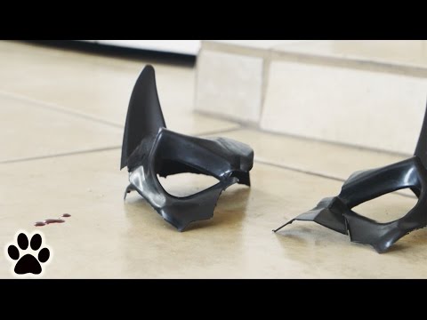 Peanut Confronts a New Enemy.  | BaneCat Ep. 3