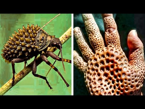 Non avresti mai dovuto toccarli, per questo sono gli animali più pericolosi.