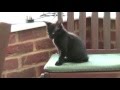 Soft Kitty - Metal Version (with Moshing Kitten ...
