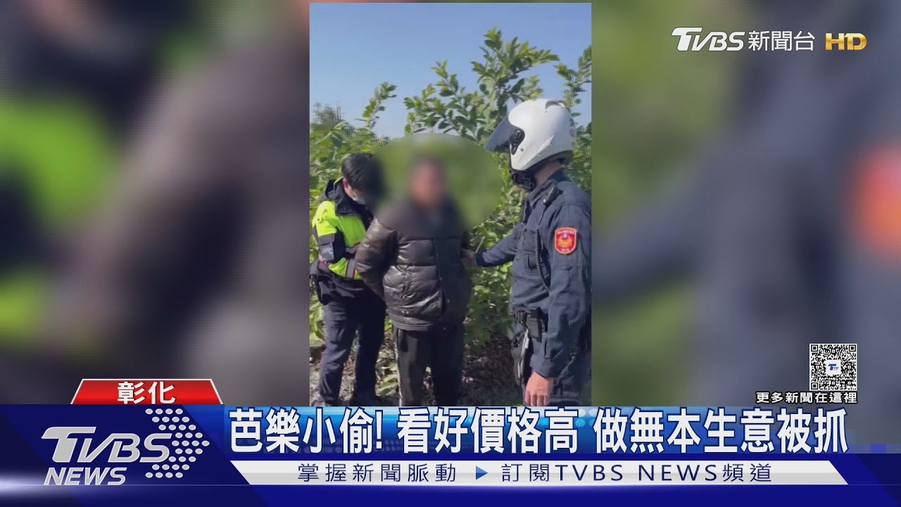 芭樂飆到每公斤百元!彰化果園連遭竊 農民自架監視器「抓到了」