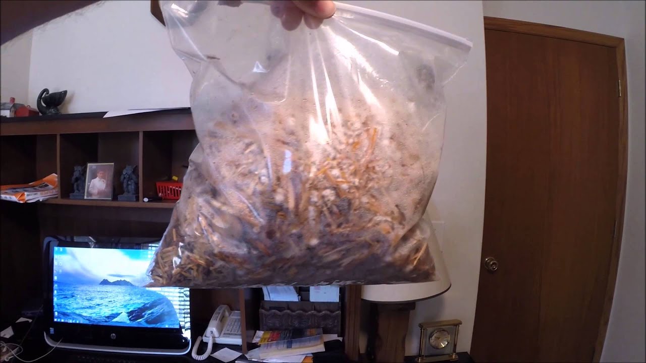 Growing Pearl Oyster Mushrooms on Cardboard and Recycled Wood Mulch