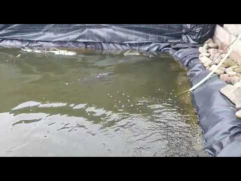 Populare iaz cu crap și novac pt 2 #carp #novac #crap