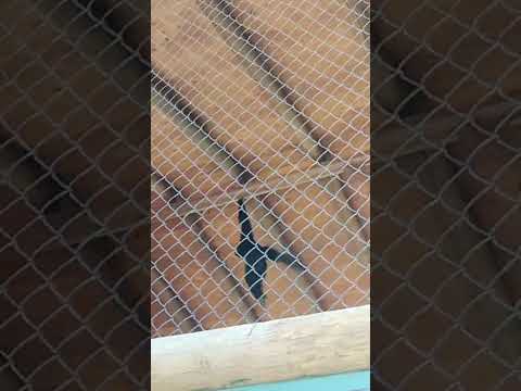 🇮🇹❤️ #scimmia #monkey #affe #animals #monkeys #macaco #singe #ape #opice #natur