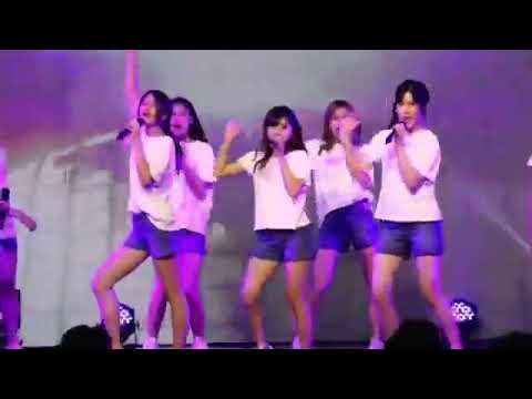 JABAJA Ver  Bos Pupe