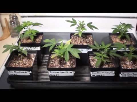 MOTIV303- FLOWER AND SEEDLING- UPDATE.wmv