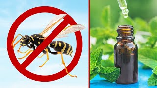 10 Natural Ways To Repel Wasps