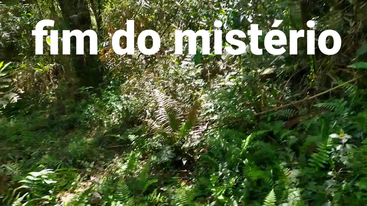 vou mostrar o pássaro mais misterioso