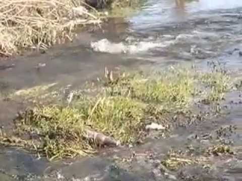 orasul Videle, judetul Teleorman