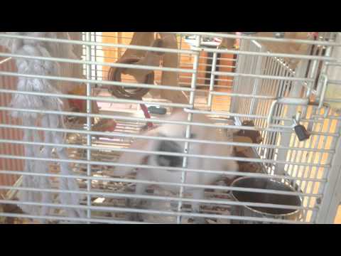 Misha the cockatoo sings his theme song