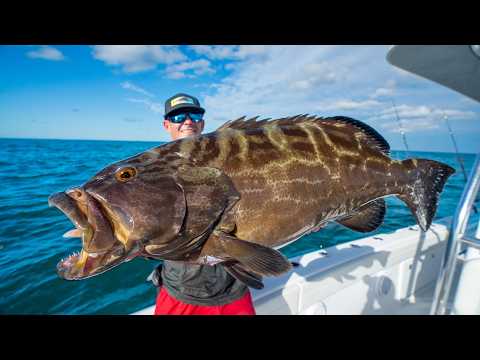 GIANT Florida Keys Grouper! Catch Clean Cook (Black Grouper)