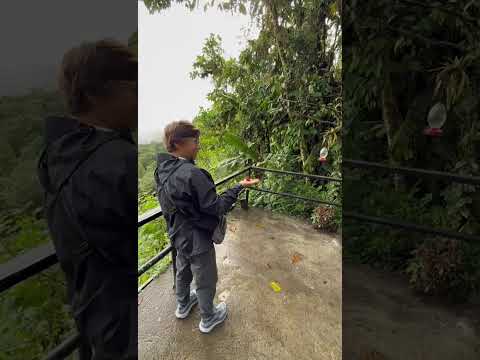 feeding hummingbirds in south america. ecuador in the Mindo Cloud Forest