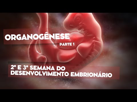 Organogênese (parte 1) - 2ª e 3ª semana do desenvolvimento embrionário / Gastrulação e Neurulação