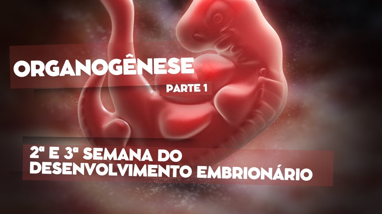 Organogênese (parte 1) - 2ª e 3ª semana do desenvolvimento embrionário / Gastrulação e Neurulação