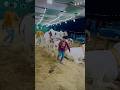 Biggest Cow Qurbani Ali Bhai Cow Video Cow Video Trending Viral Cowmandi