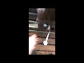 Video abspielen