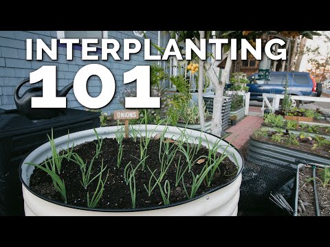 Thinning Seedlings How to Select The Healthiest Seedlings