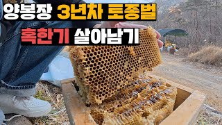 겨울 이겨낸 꿀벌들 이유식 먹이고 토종벌들 생사확인 하면서 남은 꿀 훔치는 양봉업자