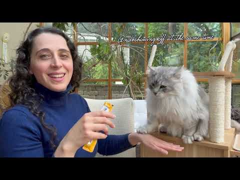 Siberian Cat diet: What to avoid, what to look for