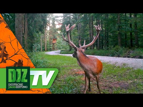 Der Feisthirsch vom Kochelsee - PareyGo Classics