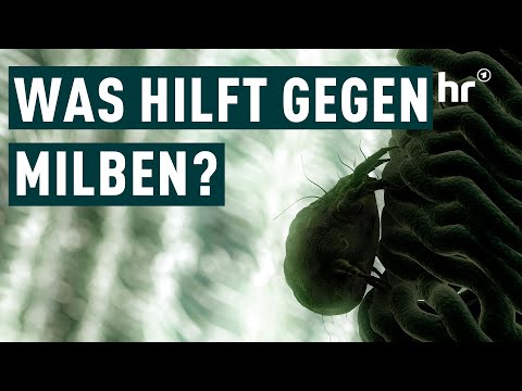 Milben bekämpfen: Matratzen-Reinigung für einen guten Schlaf | Die Ratgeber