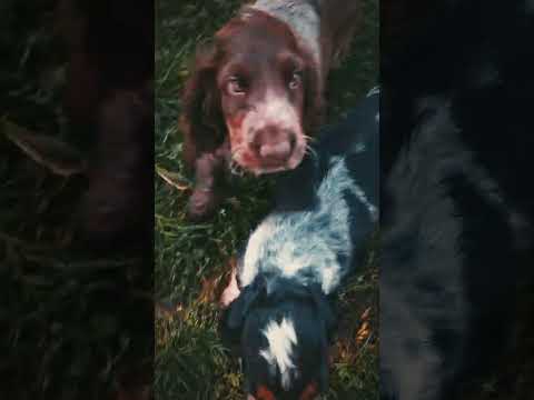 Englischer Cocker Spaniel Welpe kaufen