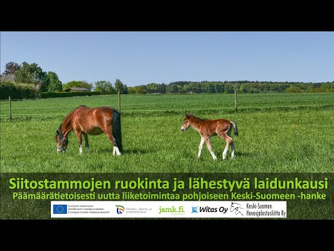 , title : 'PÄMÄ-info: Siitostammojen ruokinta ja lähestyvä laidunkausi'
