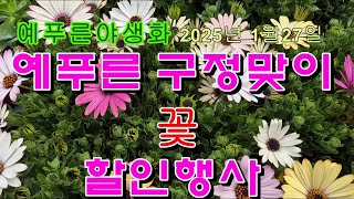 25년1.27)  예푸른 겨울에 핀 봄꽃들 할인행사