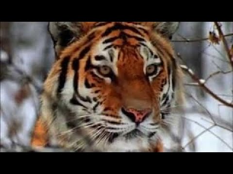 In the Shadow of the Tiger
