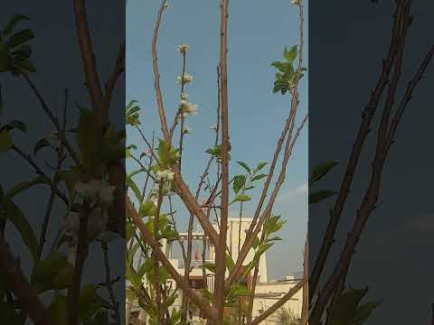 #lichi#flowers #nature