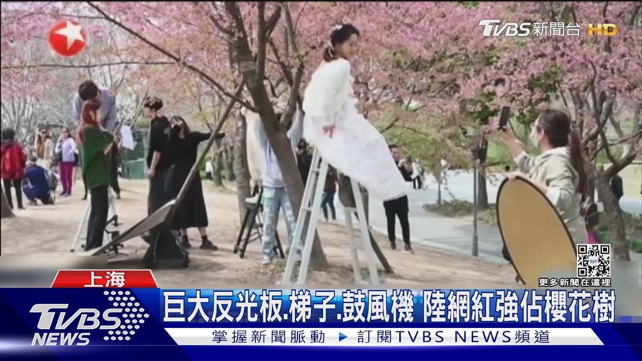 巨大反光板、梯子、鼓風機 陸網紅強佔櫻花樹