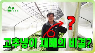 1kg 30만원 고추냉이 겨울재배 ㅣ 겨울에도 재배 가능한 이유 ㅣ 고소득 작물 ㅣ 내륙형 고추냉이 재배