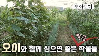 [Intercropping 2.] Introducing crops that grow well alongside native cucumbers