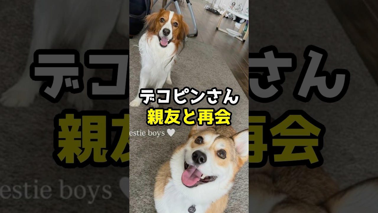 大谷翔平の愛犬デコピン、コーギーのオリーと再会が話題#shorts #大谷翔平 #デコピン #ドジャース