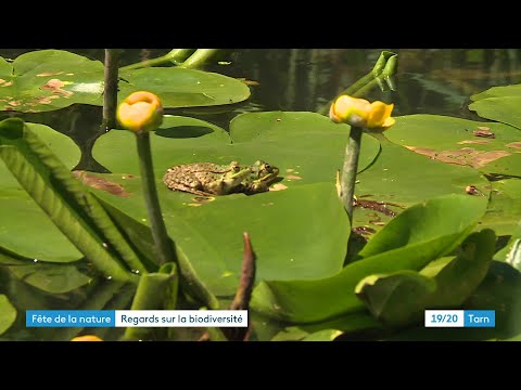 Tout savoir sur les grenouilles grâce à la journée nature d'Albi