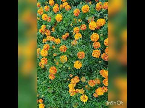 #Flower loves ❤️