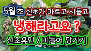 5월초 포도 신초가 마르고 시드는 이유 #신초솎기 #신초유인 #비틀어당기기