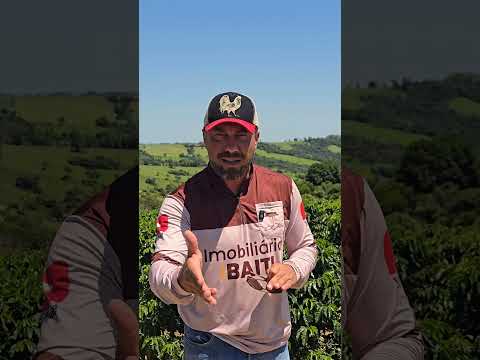 Chácara com 16 mil pés de café em Japira – Produtiva e com água própria R$ 770 mil