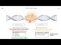 DNA Repair Mechanisms Part 1
