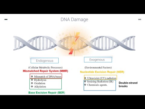 Genomic DNA Extraction From Plant  Teaching Kit