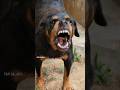Dog Barking Sound Angrypets Rottweilerpuppy Angrypuppy Barkingsound Pitbull Angrydog Funny