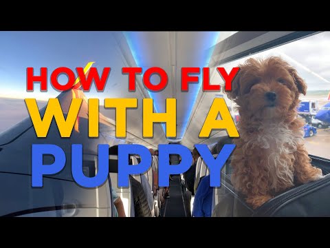 How To Fly With A Puppy (Updated)