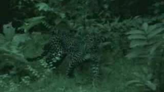 preview picture of video 'Indian Wildlife ( Leopard at Night )'