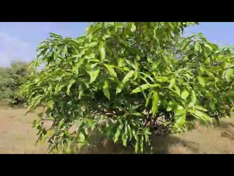 #NH65 #mango 30 #lacks #garden #resort #farm #investment #telangana #agricultura #hyderabad #house
