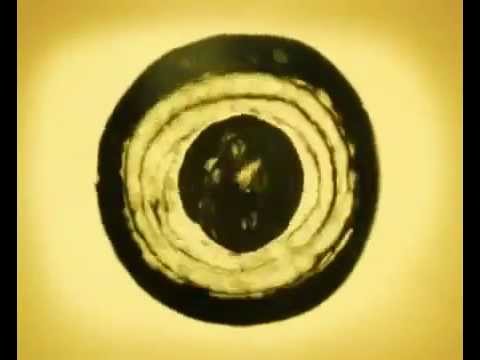 Lullabies from Around the World - Sephardi Jews