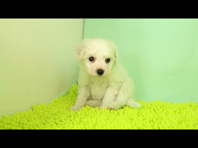 ブリーダー/ショップマロニエケンネル　MARRONNIER KENNELのビション・フリーゼで番号が2974です