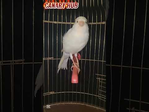 The ultimate canary singing video from a legend - Powerful training song