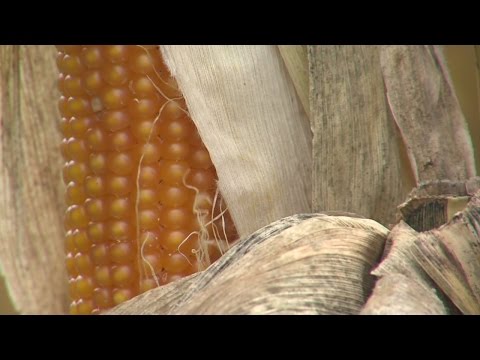 Heavy rain fall could extend corn harvest into winter