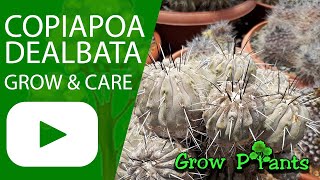 Copiapoa dealbata - grow & care (Globular cactus)