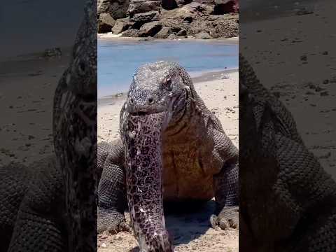 5 Animals That Betray Their Own Kind🤯 #animals #wildlife #animalfacts