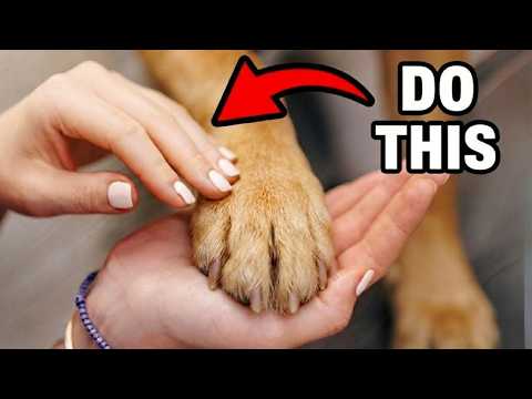 10 Ways to Tell Your Dog YOU LOVE THEM (They’ll Actually Understand!)